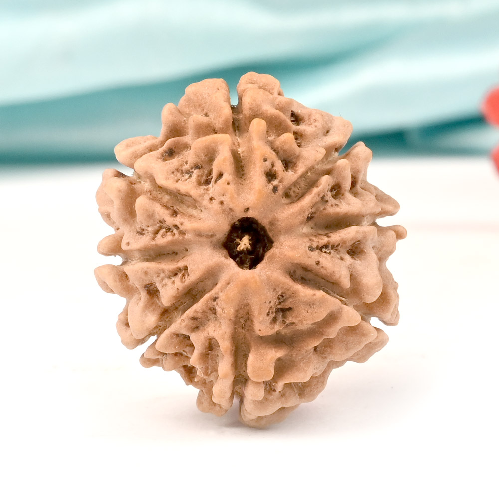 Collector Eight Mukhi from Nepal VII