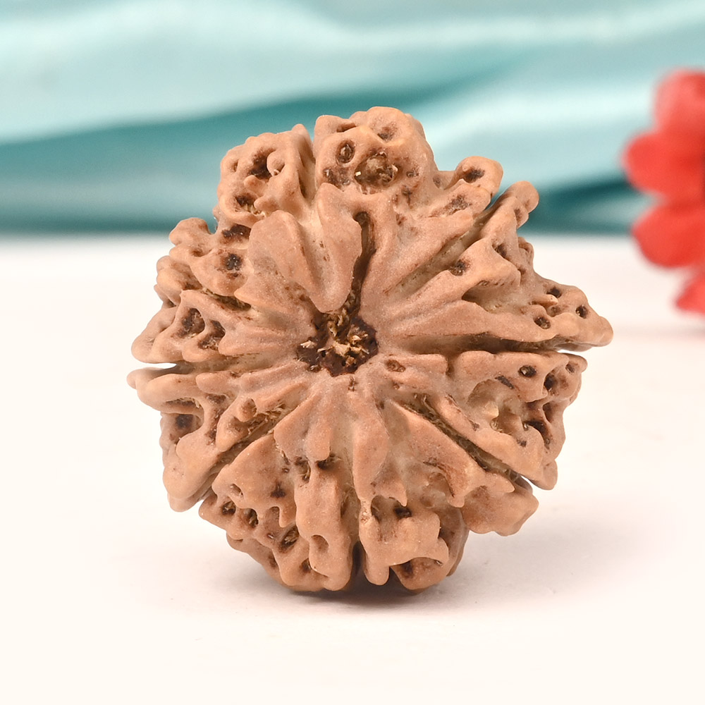 Collector Eight Mukhi from Nepal XXX