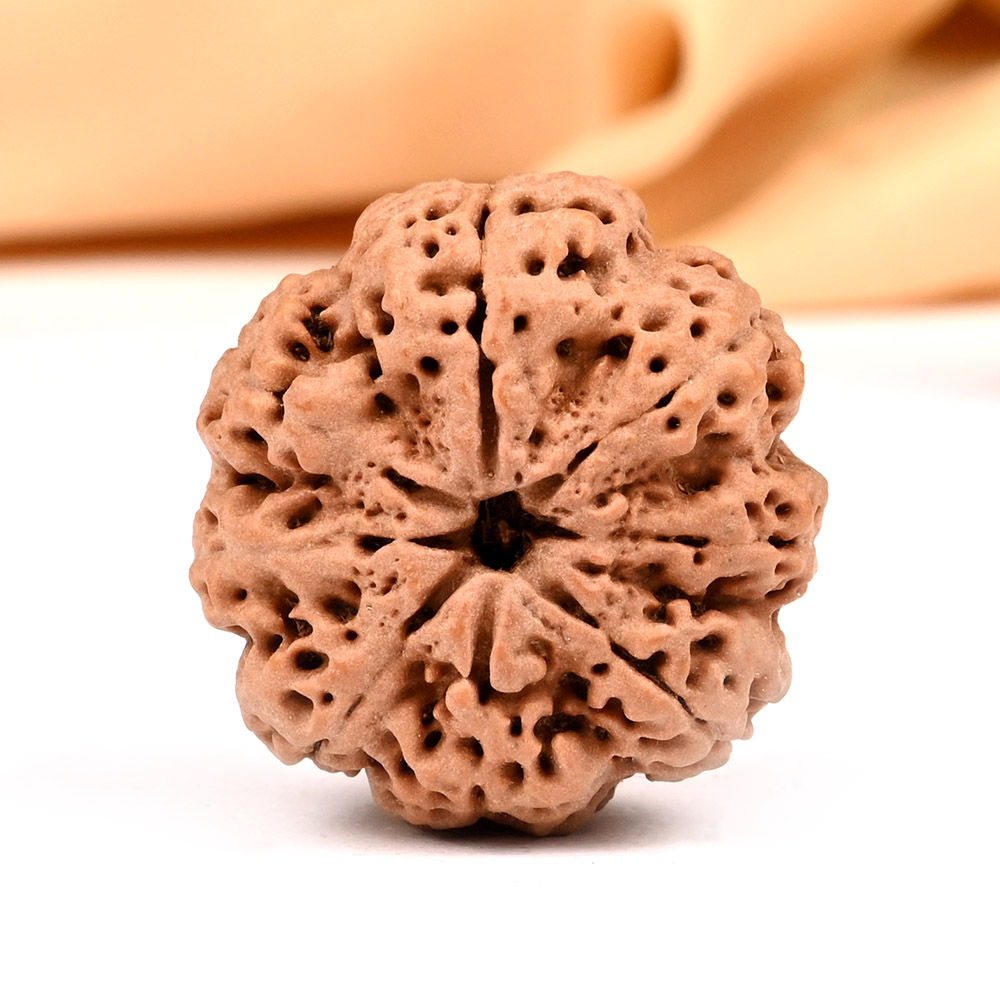 Collector Eight Mukhi from Nepal XLII