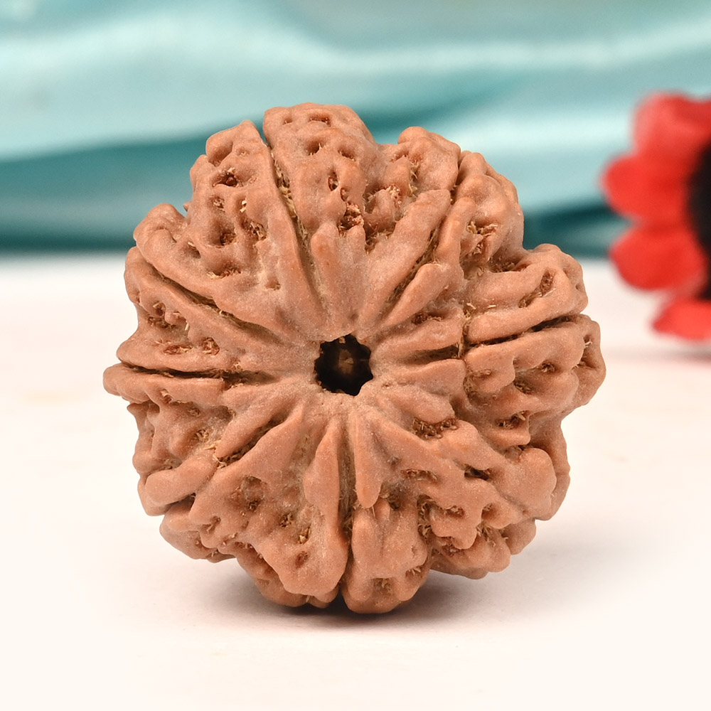 Collector Eight Mukhi from Nepal XLIII