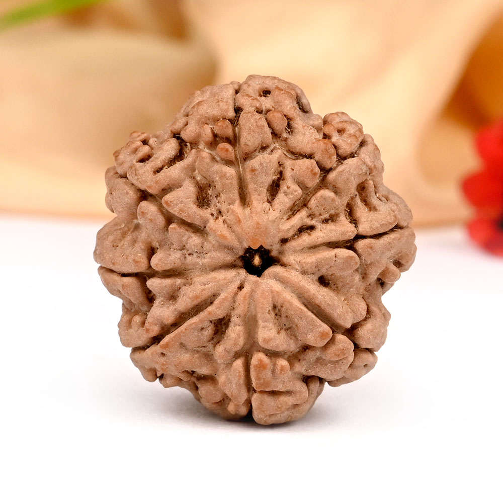 Collector Eight Mukhi from Nepal L