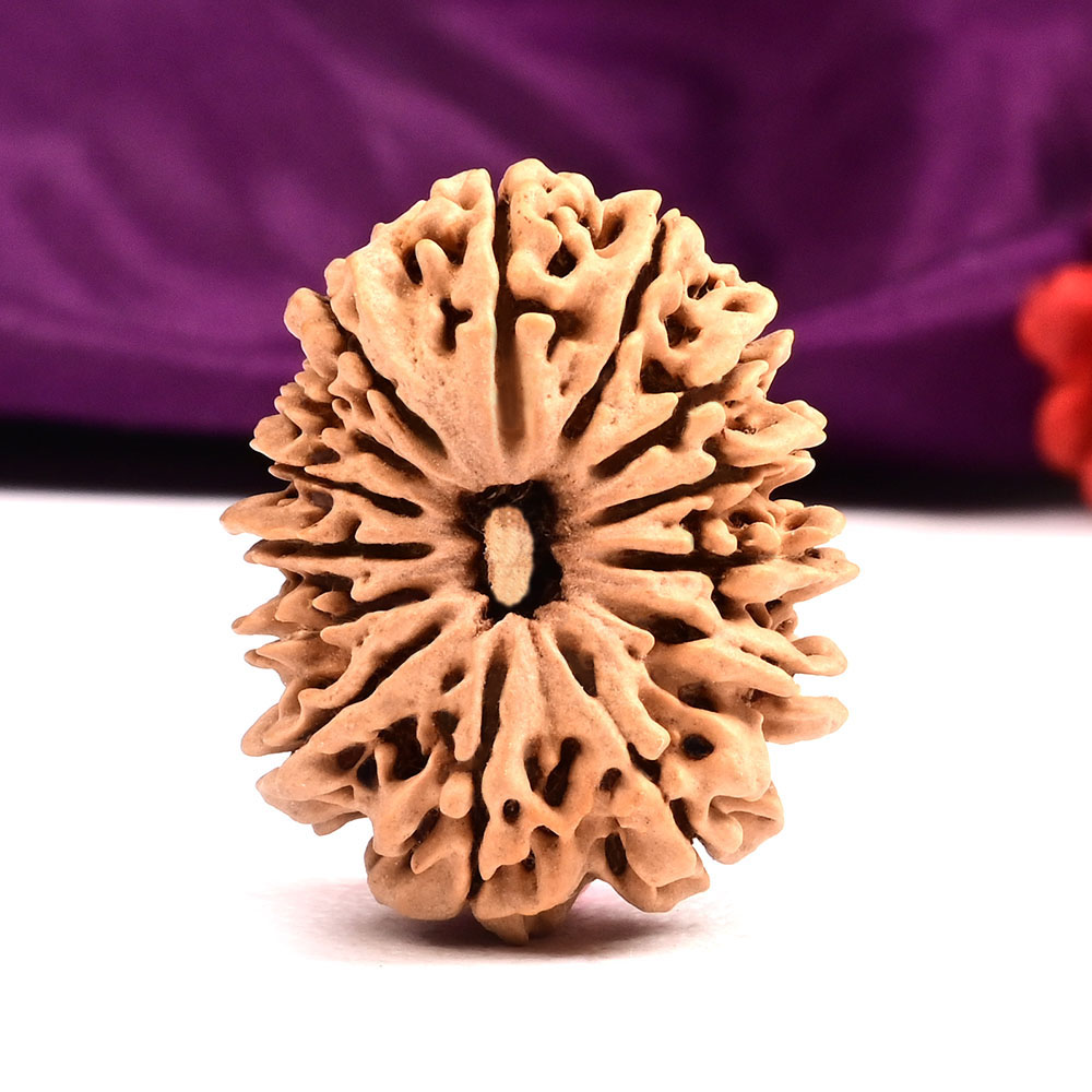 Collector 14 Mukhi from Nepal - XXXII