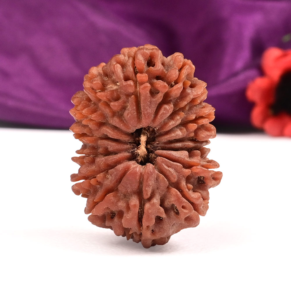 Collector Fifteen Mukhi VII