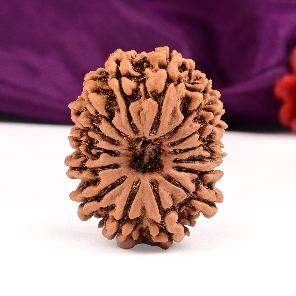 Collector 15 Mukhi from Nepal - XLVI