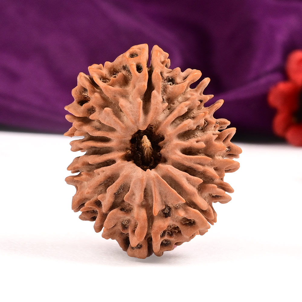 Collector 15 Mukhi from Nepal - XLVIII