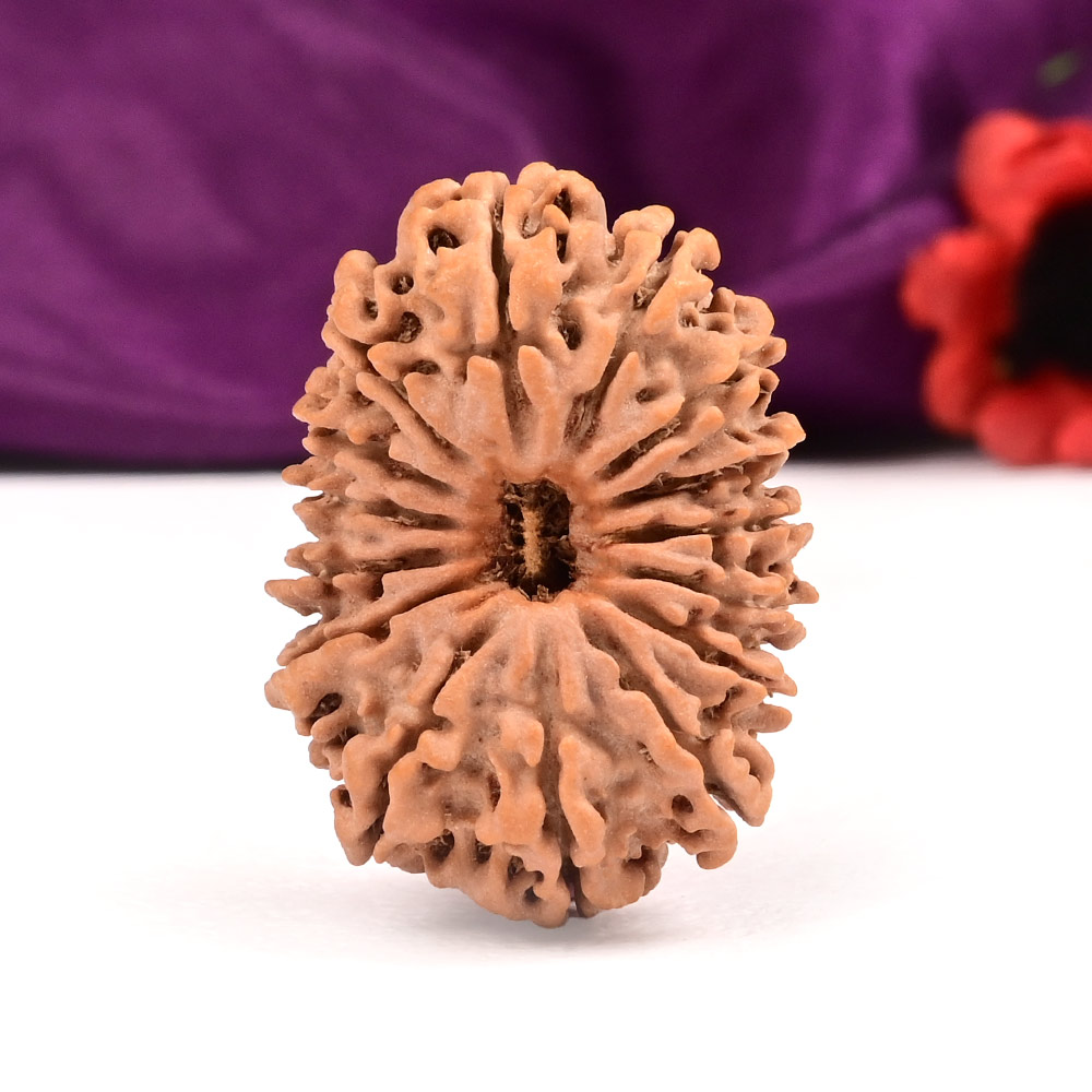 Collector 15 Mukhi from Nepal - XLIX