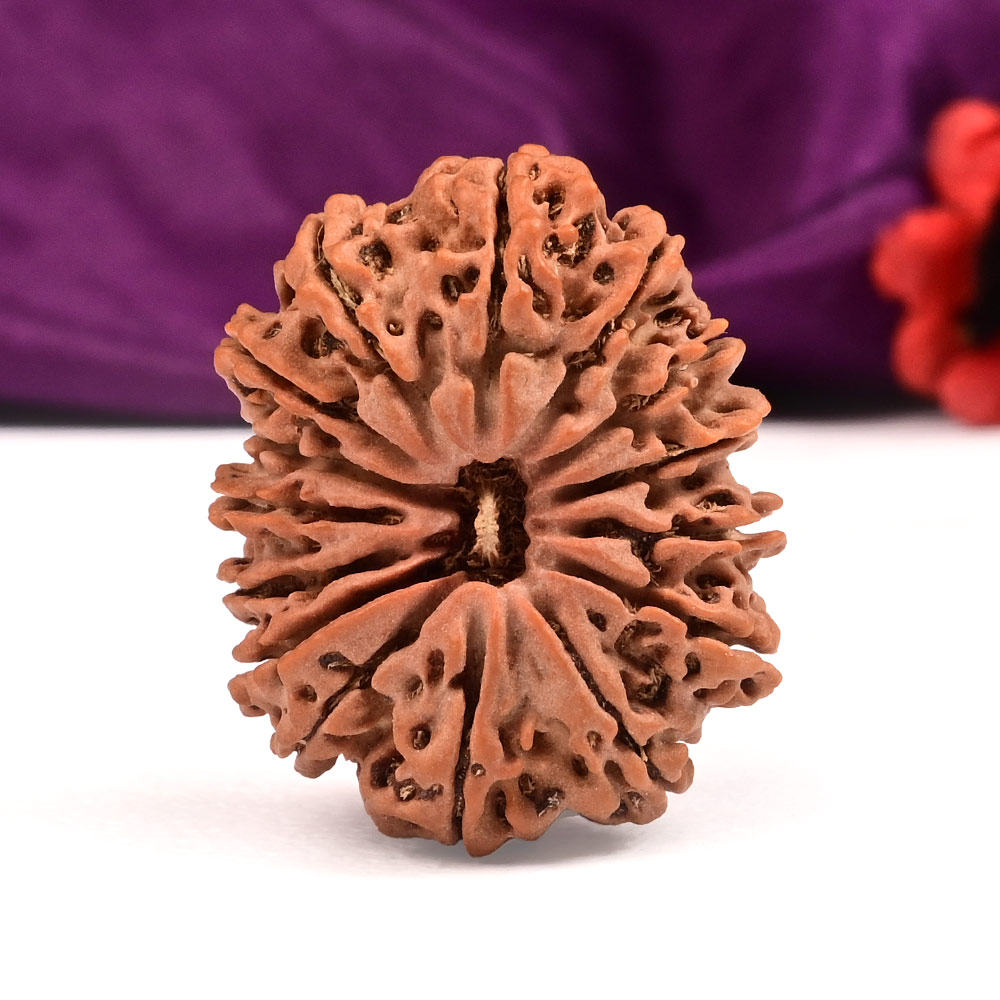 Collector 15 Mukhi from Nepal - L