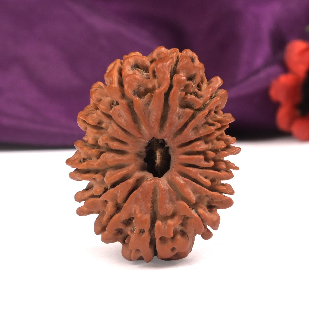 Collector 15 Mukhi from Nepal - LI