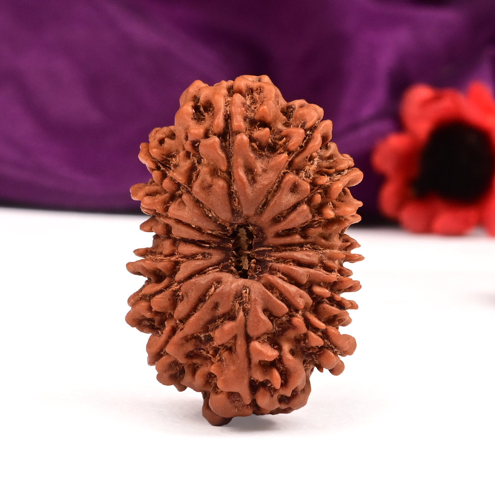 Collector 15 Mukhi from Nepal - LIII