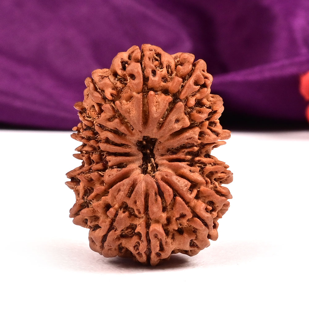 Collector 15 Mukhi from Nepal - LIV