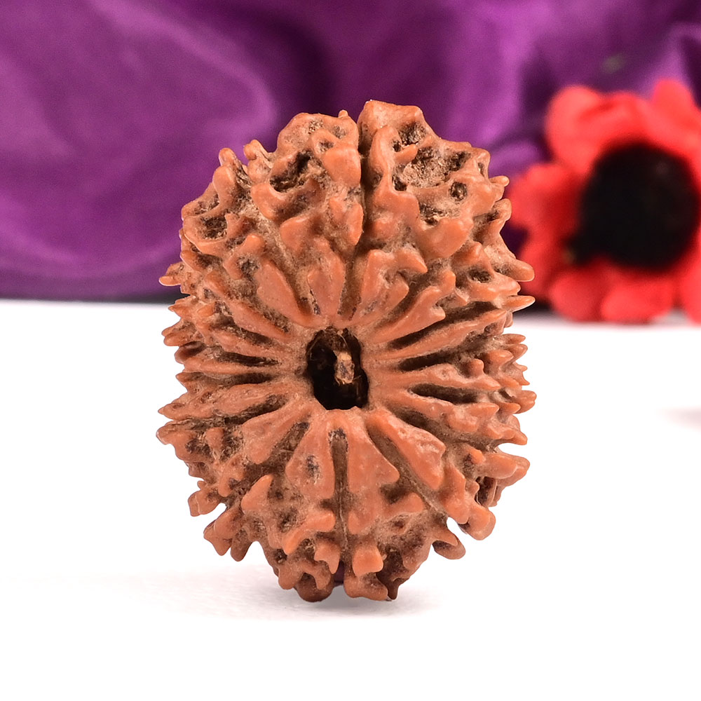 Collector 15 Mukhi from Nepal - LVI