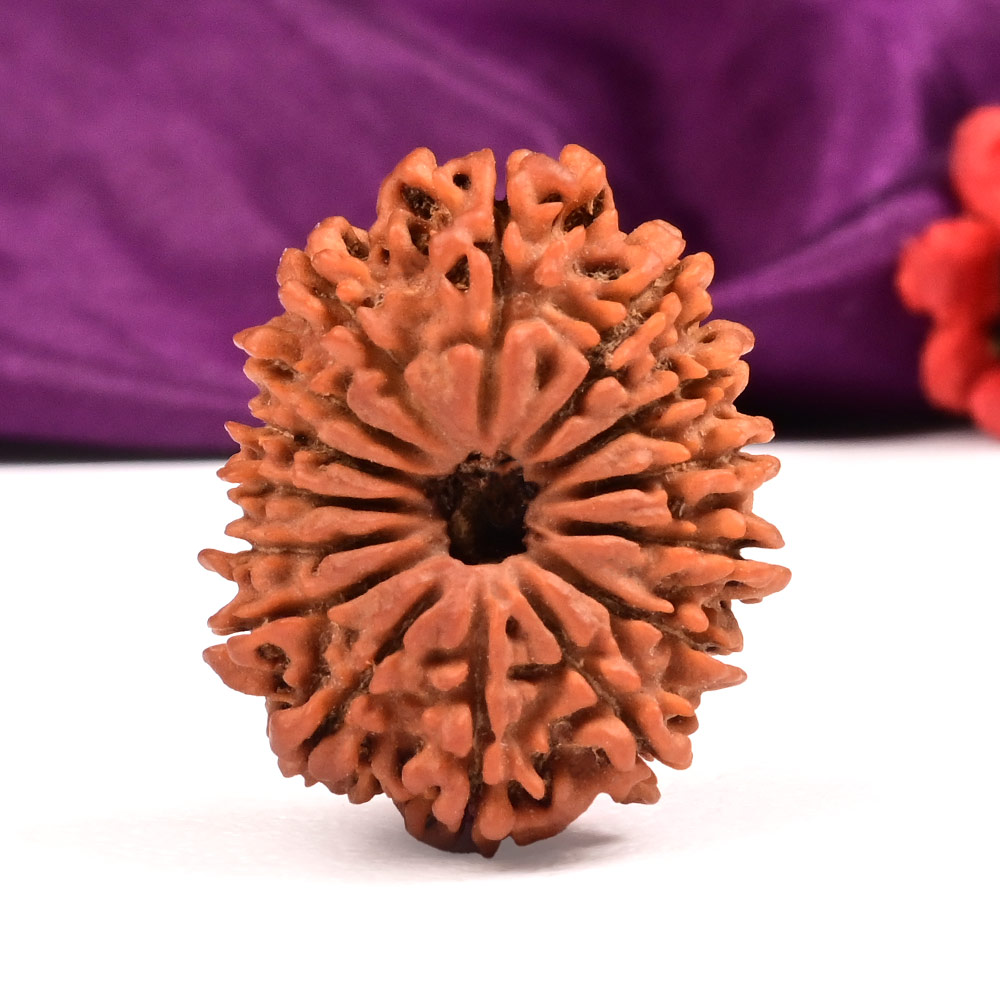 Collector 15 Mukhi from Nepal -LVII