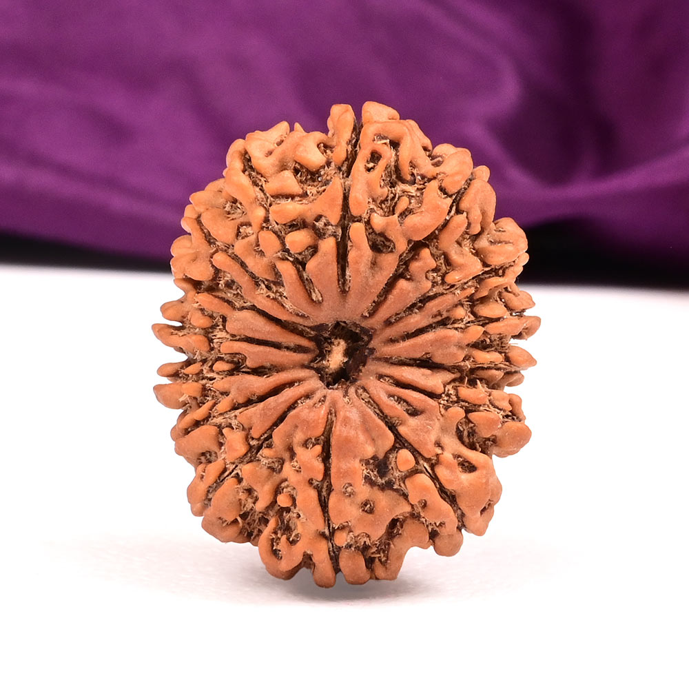 Collector 15 Mukhi from Nepal - LVIII