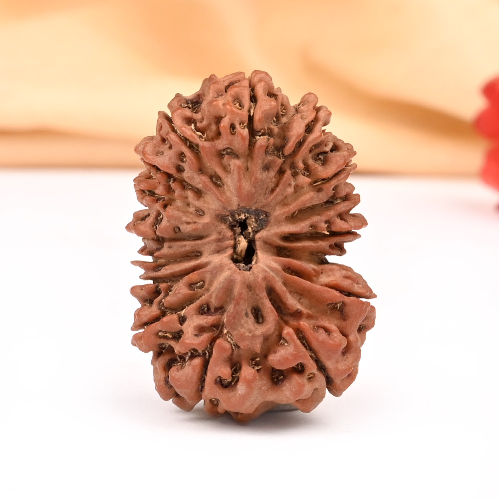 Collector Sixteen Mukhi XXV