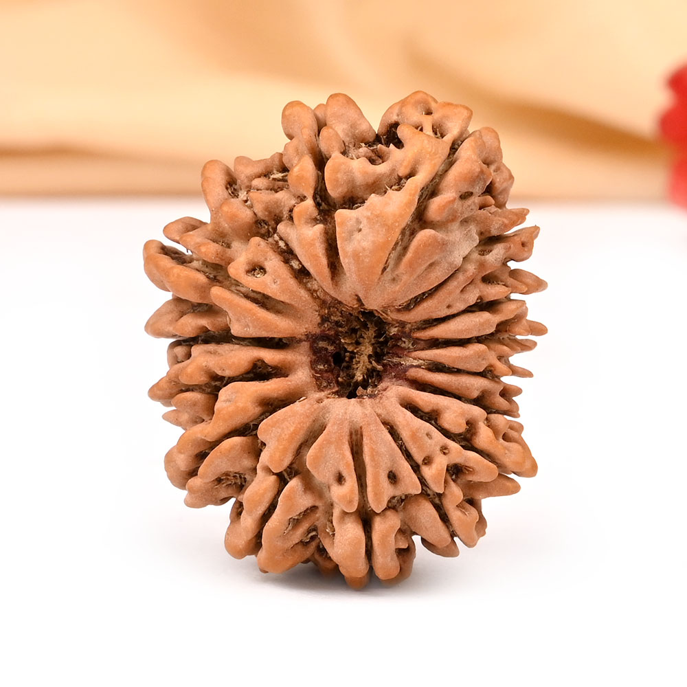 Collector Sixteen Mukhi VII