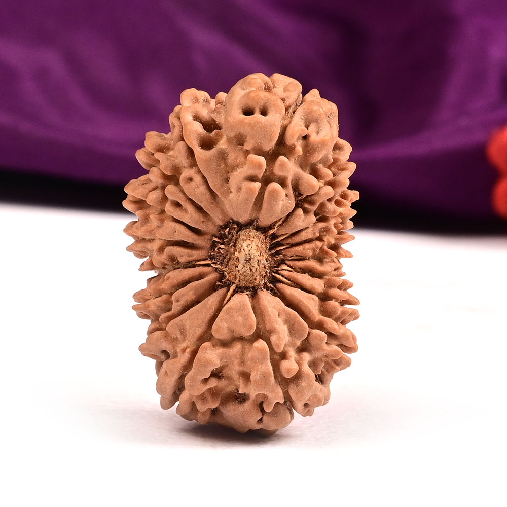 Collector Seventeen Mukhi XCX