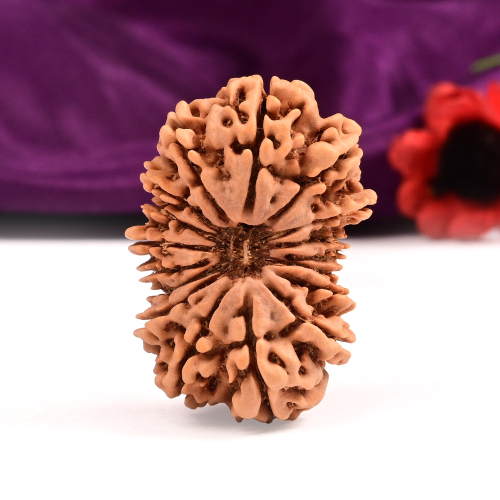 Collector Seventeen Mukhi from Nepal LXIII