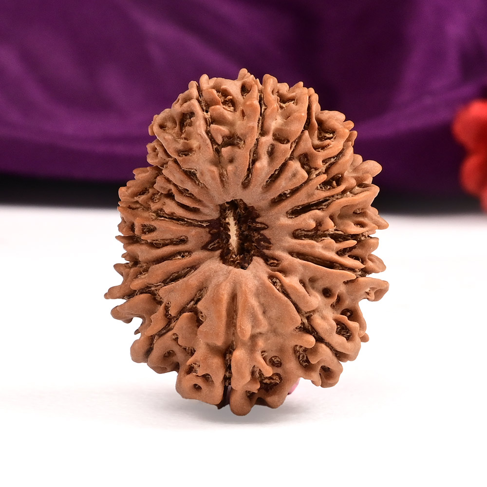 Collector Seventeen Mukhi from Nepal LXVI
