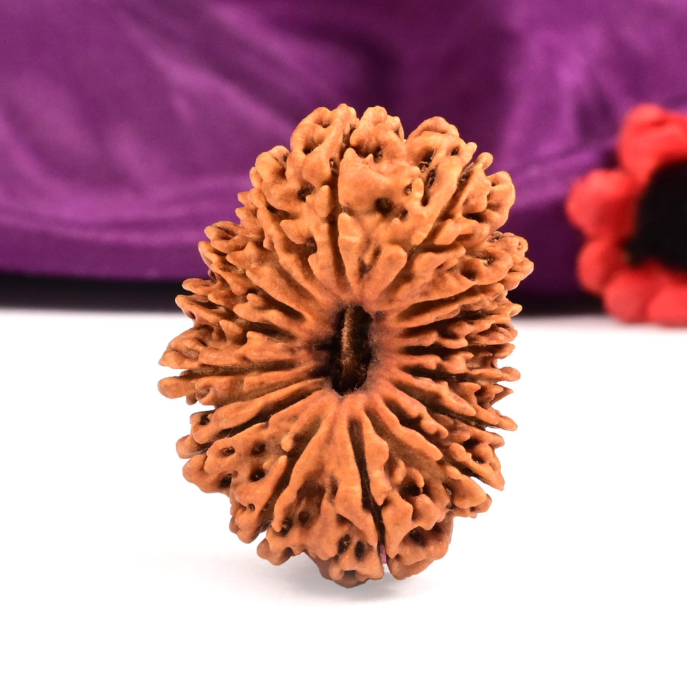 Collector Seventeen Mukhi - VIII