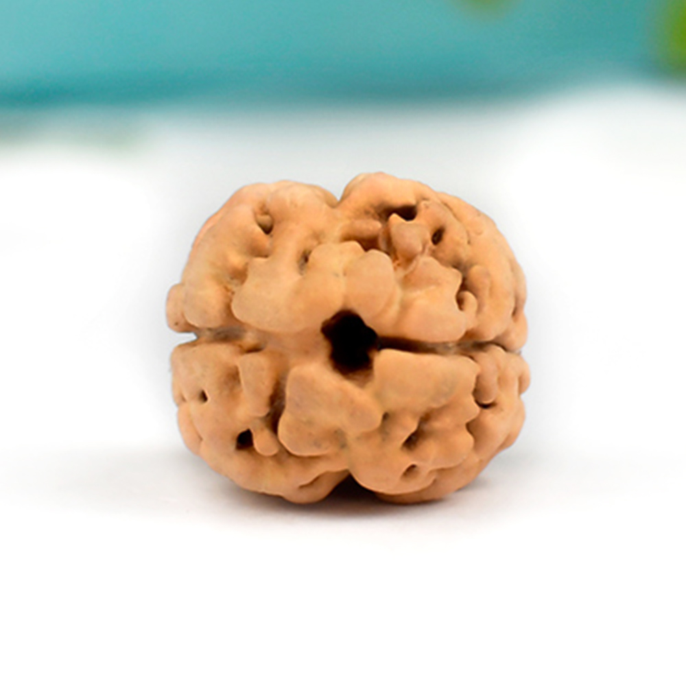 Collector Two Mukhi from Nepal C