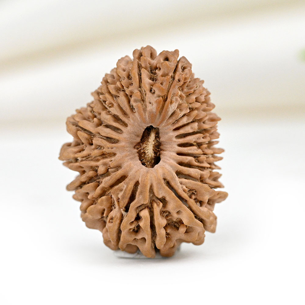 21 Mukhi from Nepal - II