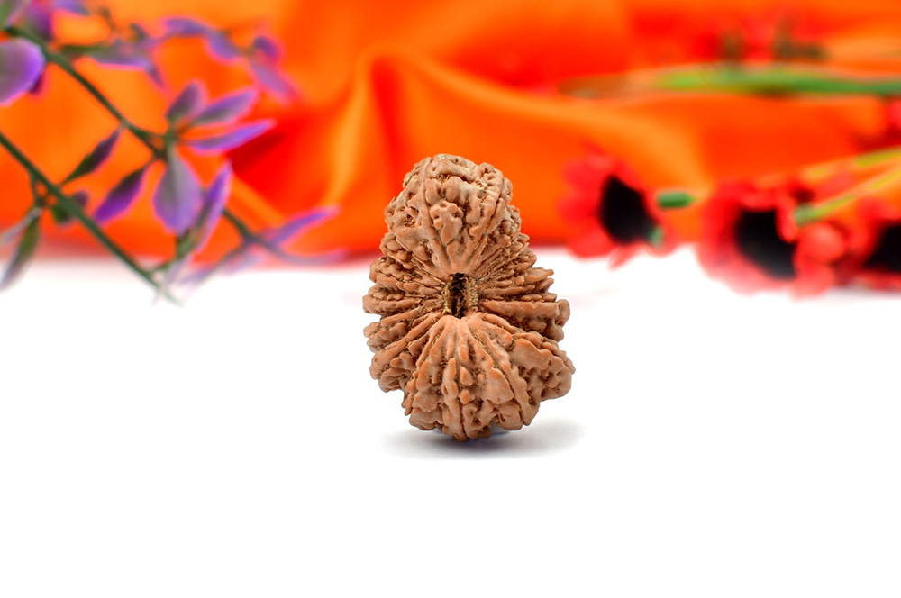 Collector Eighteen Mukhi from Nepal CIX