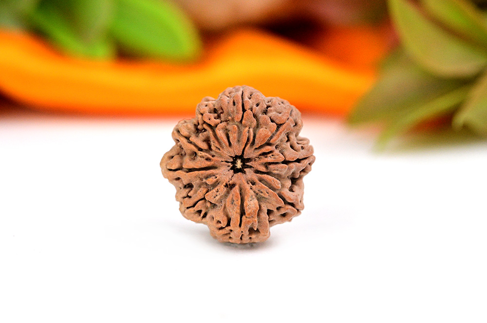 9 Mukhi from Nepal - Large CLX