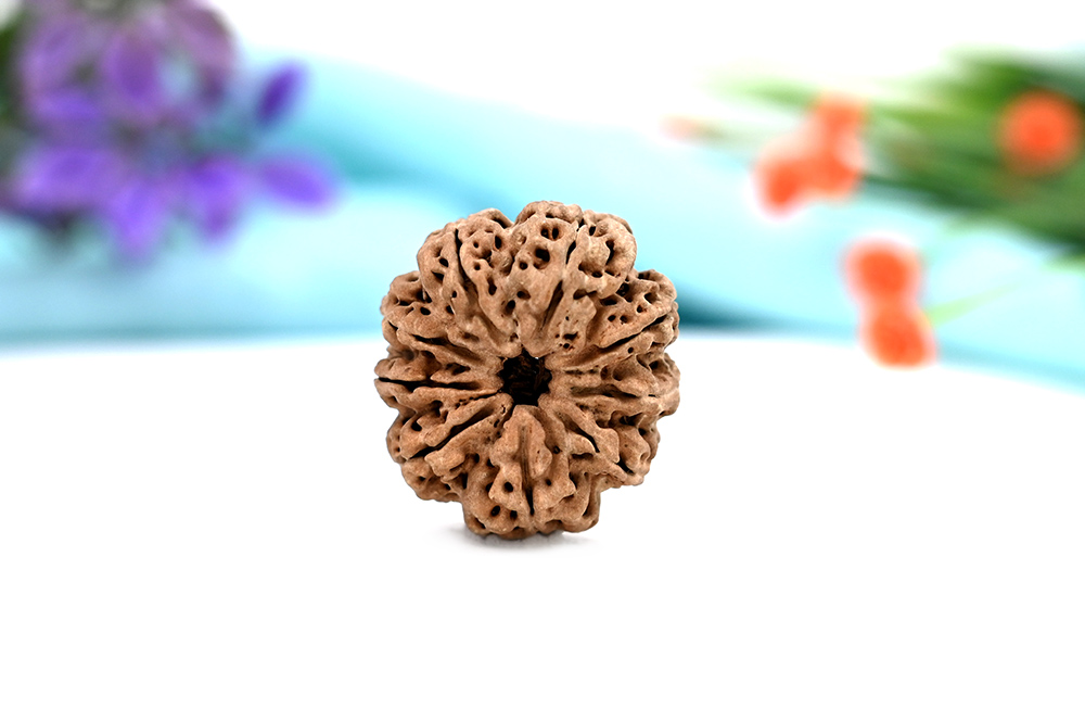 Collector 7 Mukhi from Nepal - CDXXIV 
