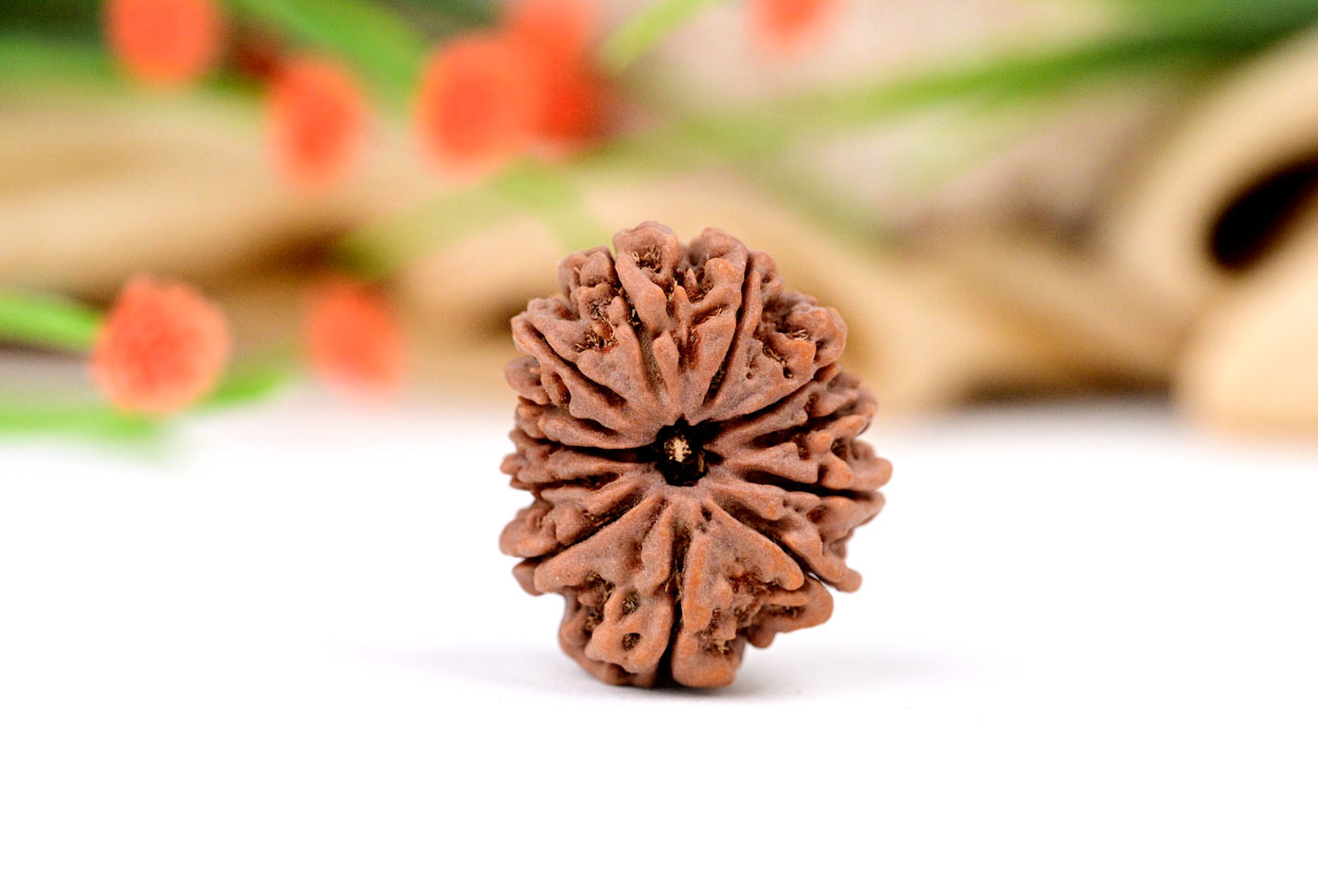 12 Mukhi from Nepal - Large LXXI