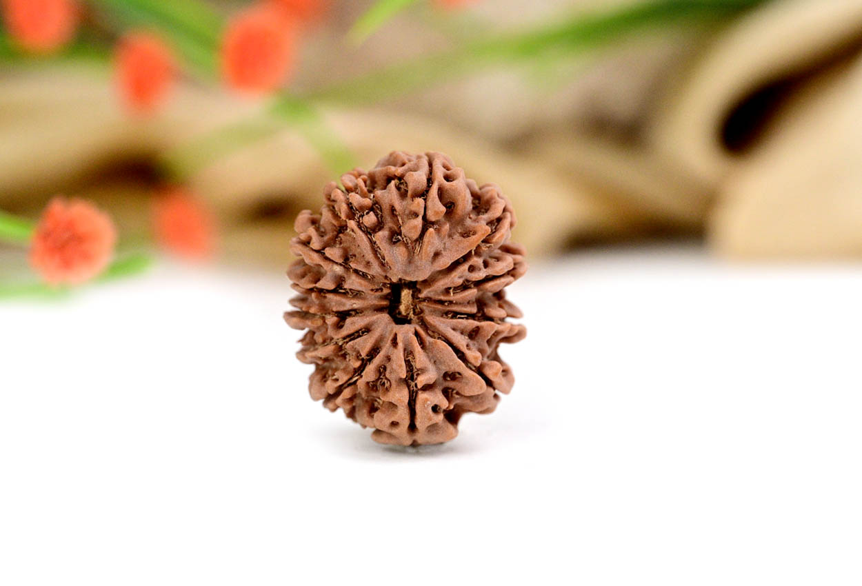 12 Mukhi from Nepal - Large LXXIII