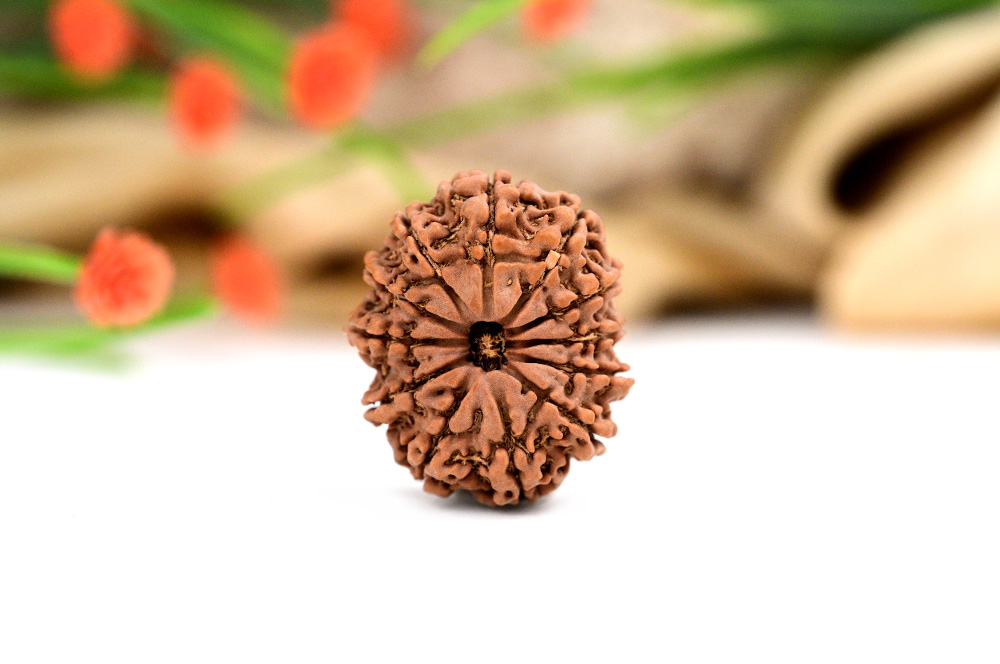 12 Mukhi from Nepal - Large LXXV