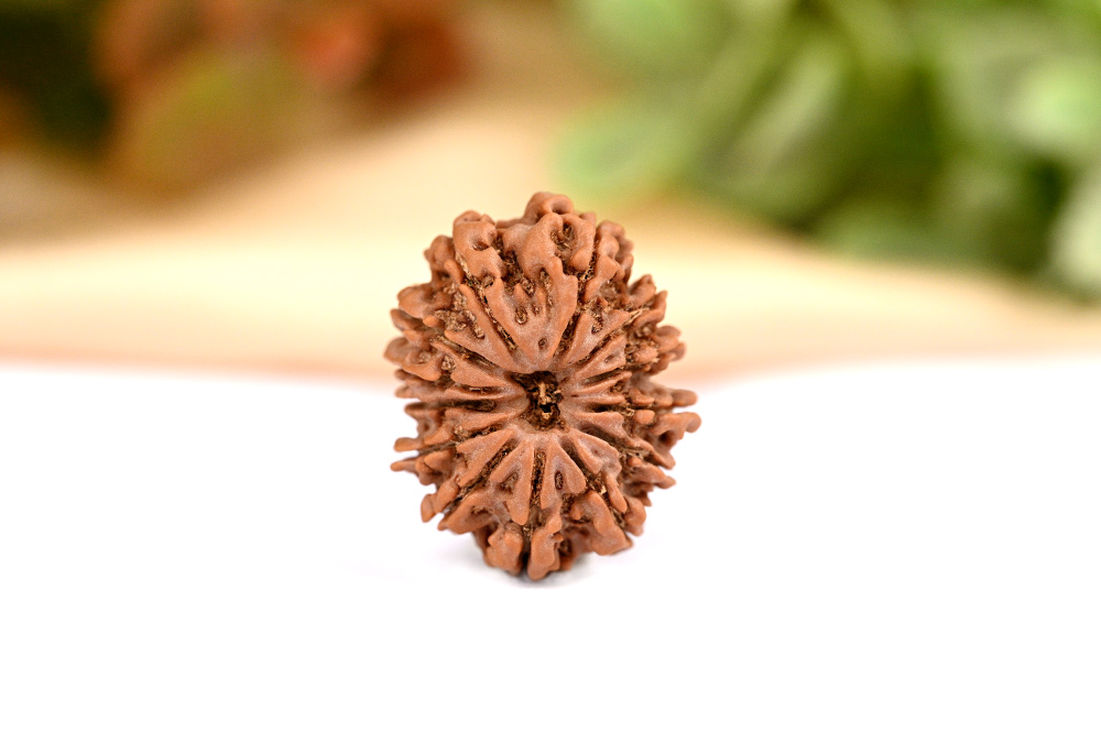 13 Mukhi from Nepal Large - LXXIV