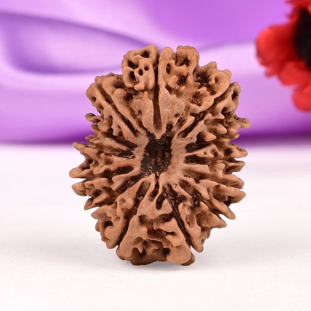 Collector 13 Mukhi from Nepal - CXLIX