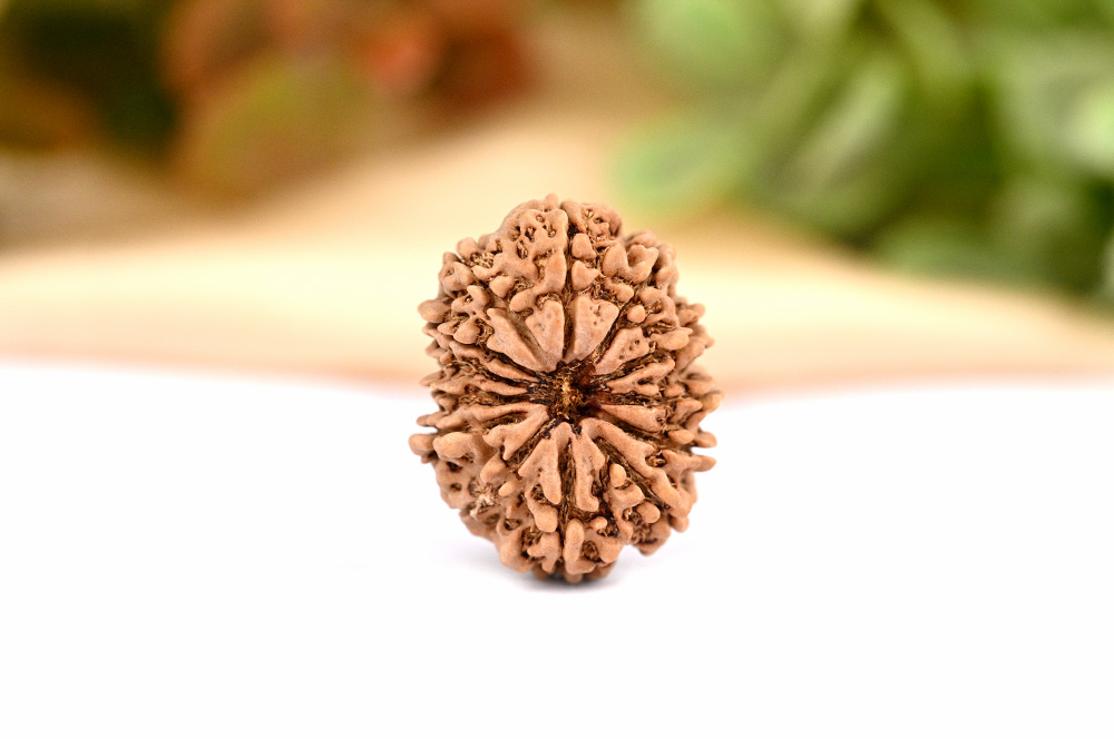 Collector 13 Mukhi from Nepal - LXXX