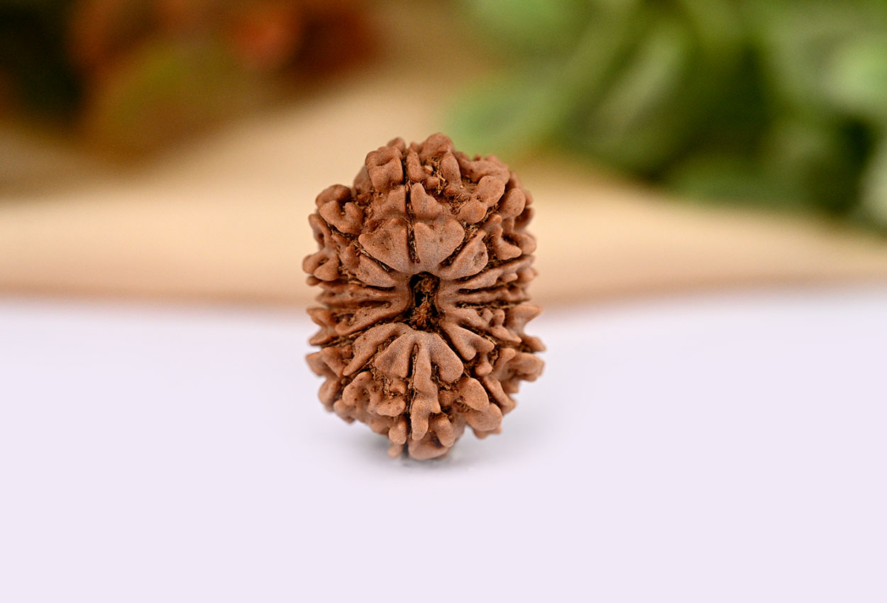 Collector 13 Mukhi from Nepal - LXXXIII