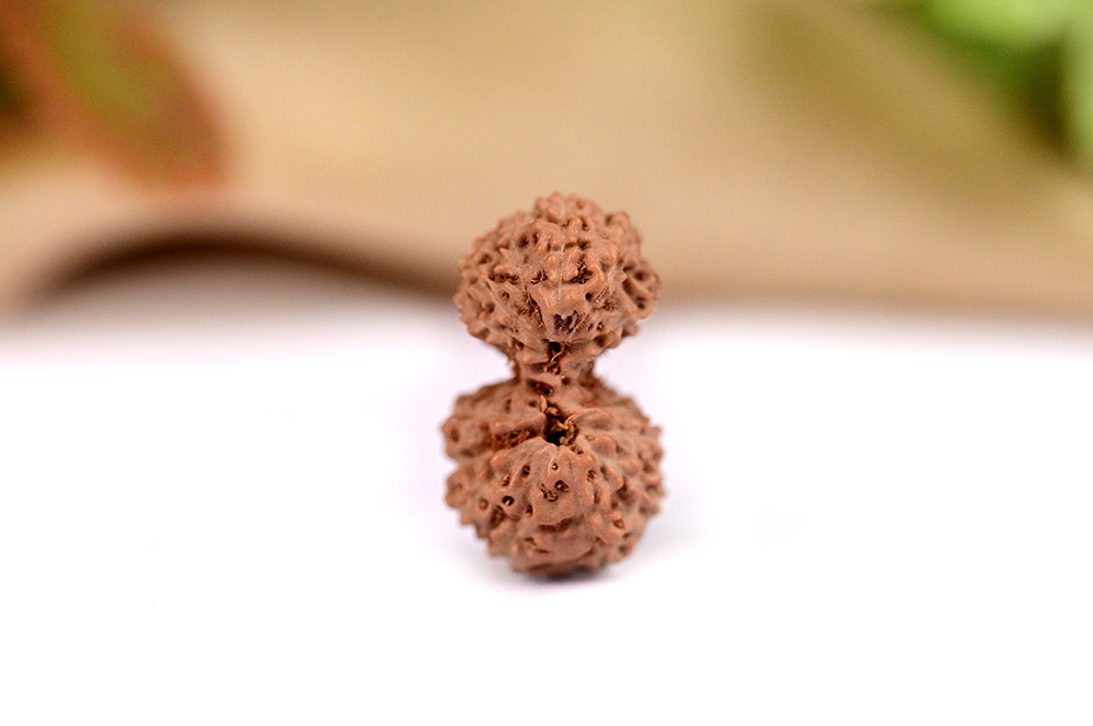 16 Mukhi Gaurishankar Java Indonesia - II