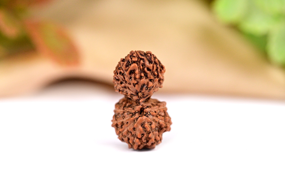 16 Mukhi Gaurishankar Java Indonesia - III