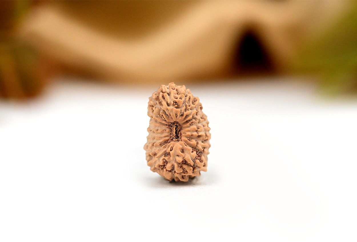 18 Mukhi from Java Indonesia - LXXIII