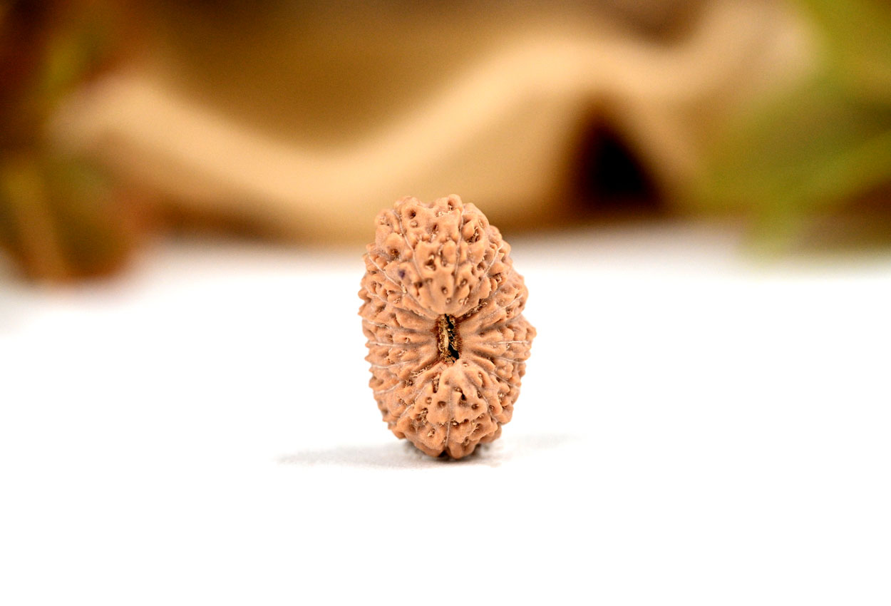 18 Mukhi from Java Indonesia Large - LVII
