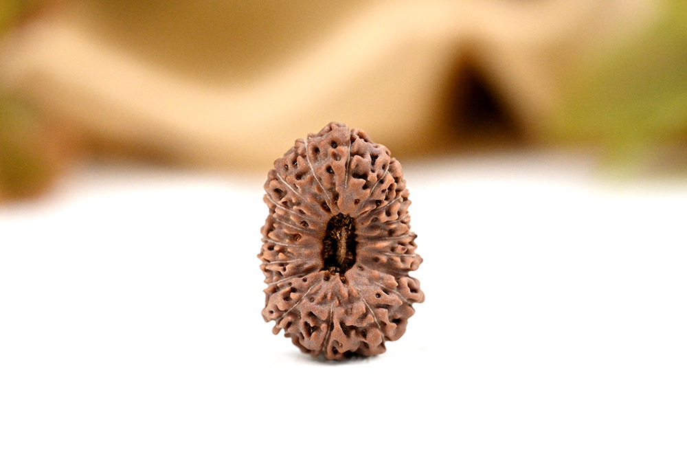 18 Mukhi from Java Indonesia - Large - LVIII
