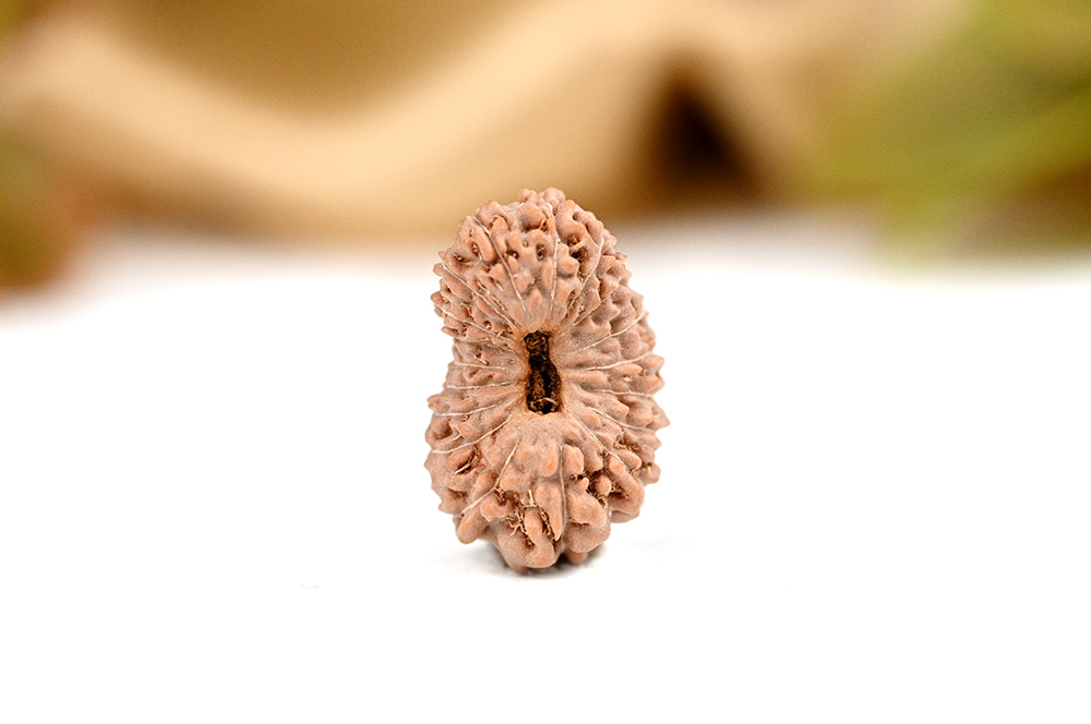 Collector 18 Mukhi from Java indonesia - XXX