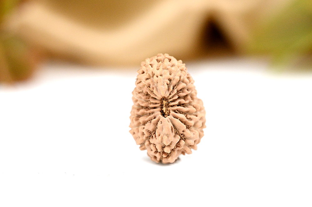 Collector 18 Mukhi from Java indonesia - XXXII
