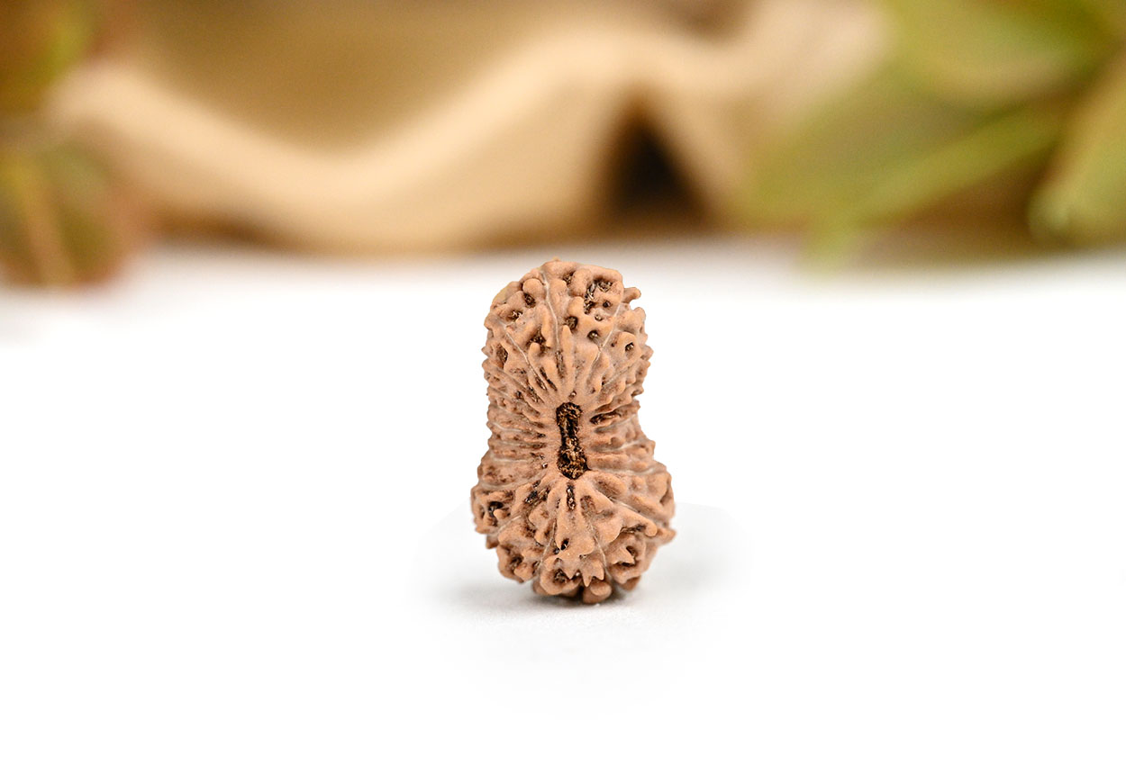 Collector 20 Mukhi from Java Indonesia XXIII