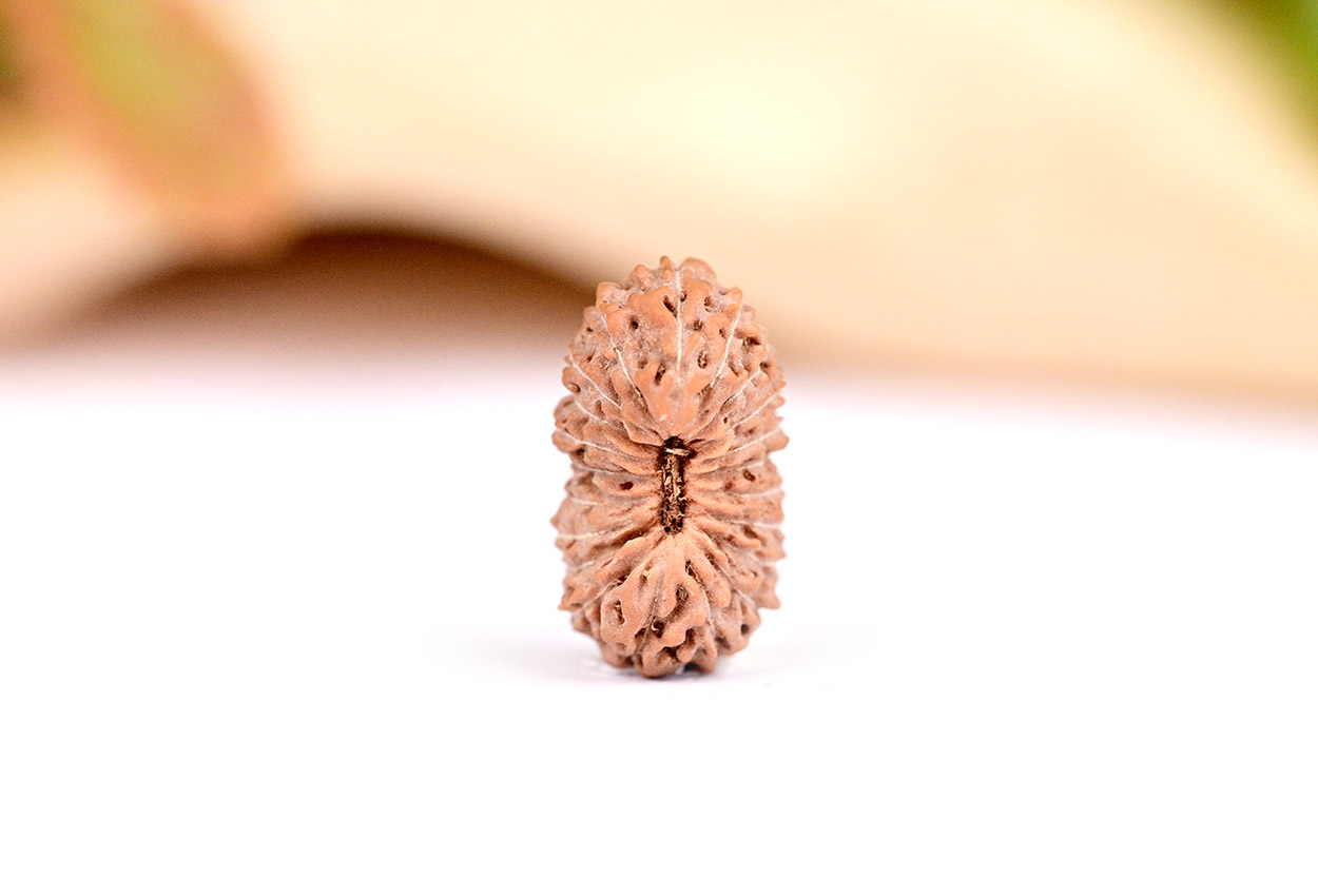 21 mukhi from Java Indonesia Small - I