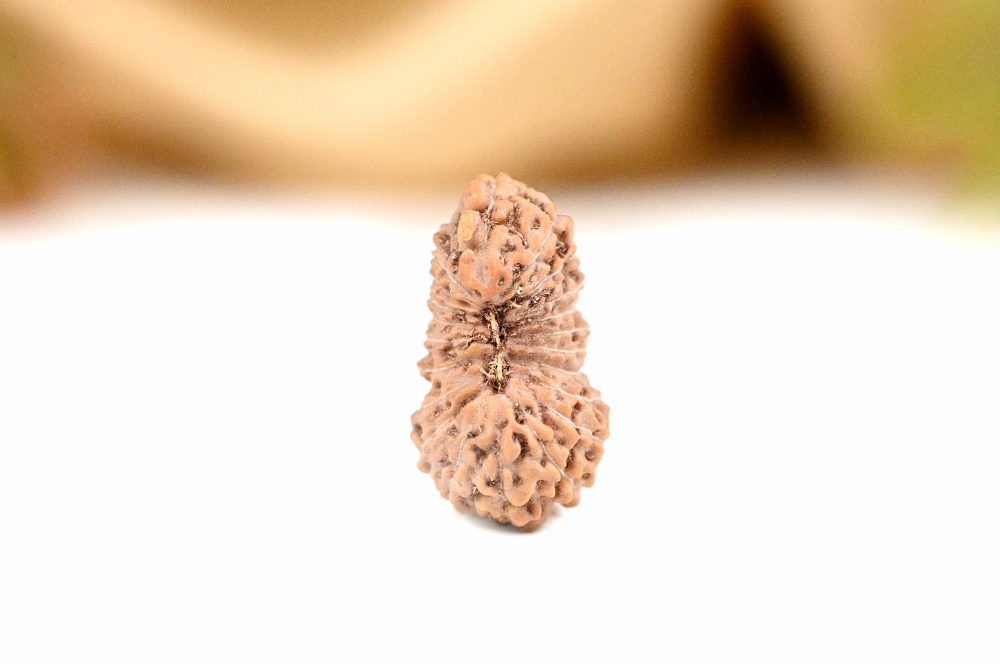 21 mukhi from Java Indonesia Large - I