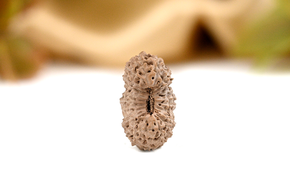 22 Mukhi from Java III