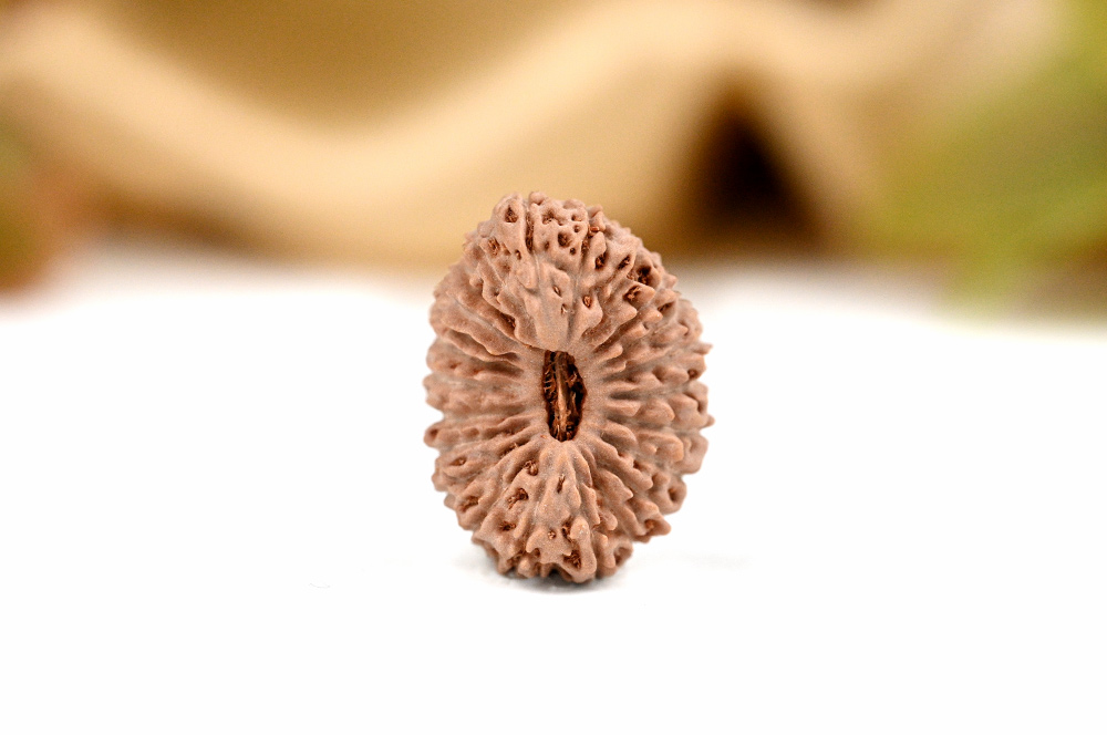 23 Mukhi from Java III