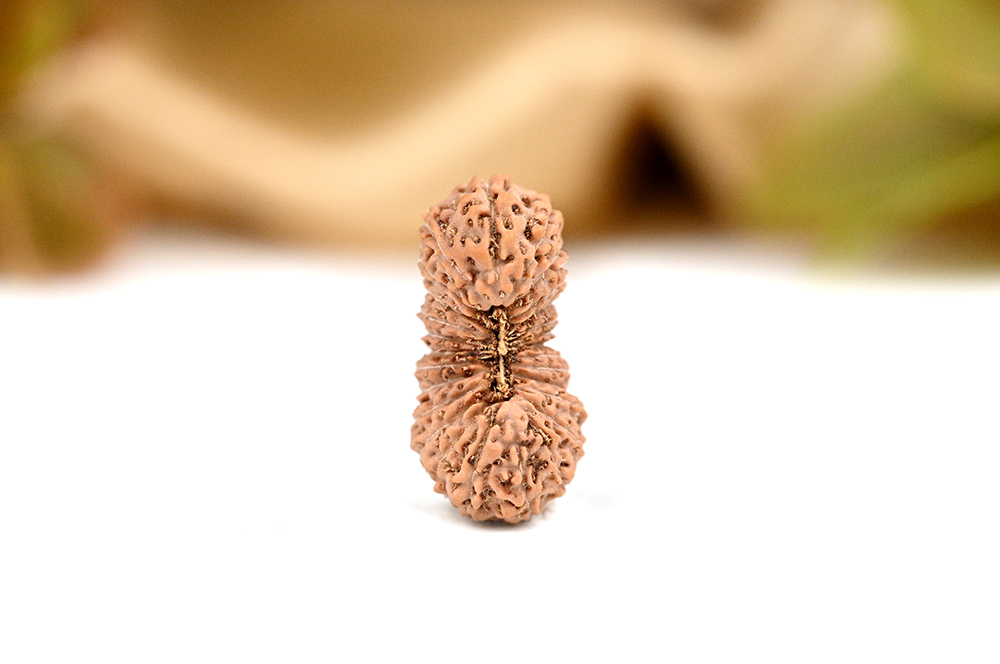 Collector 27 Mukhi from Java Indonesia VI