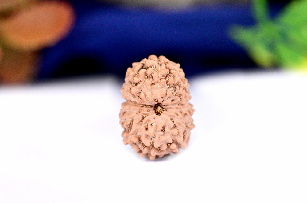 15 Mukhi from Java Indonesia Large LXXXIII