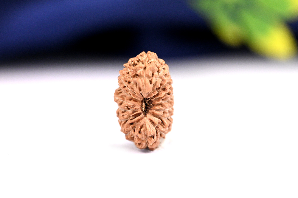 16 Mukhi from Java Indonesia Small - XCIX